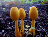 Yellowmushrooms