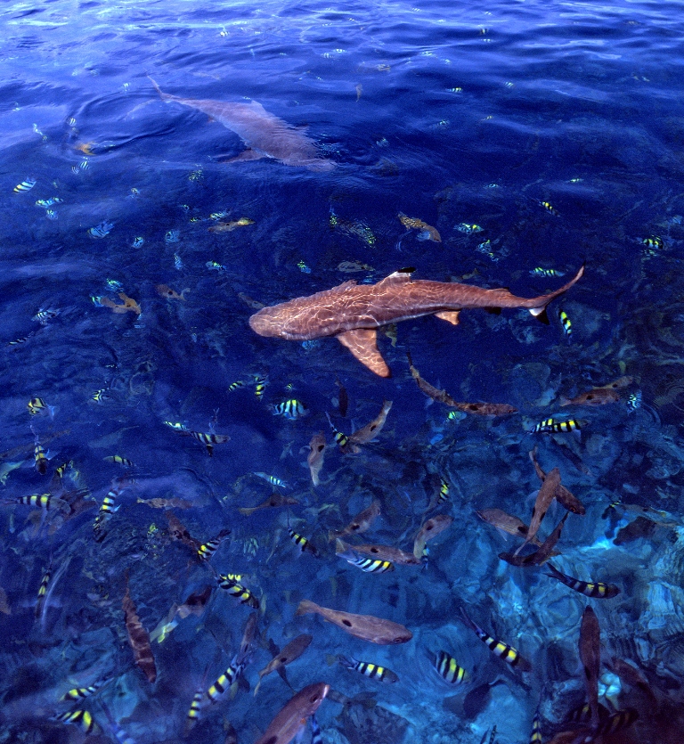 Sharks  reef fish Solomon Islands Stuart Chape PacificCommitments