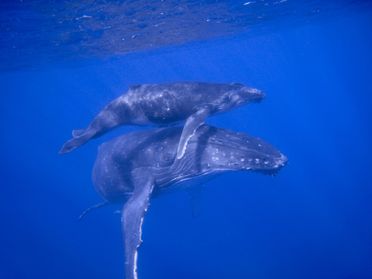 whale image