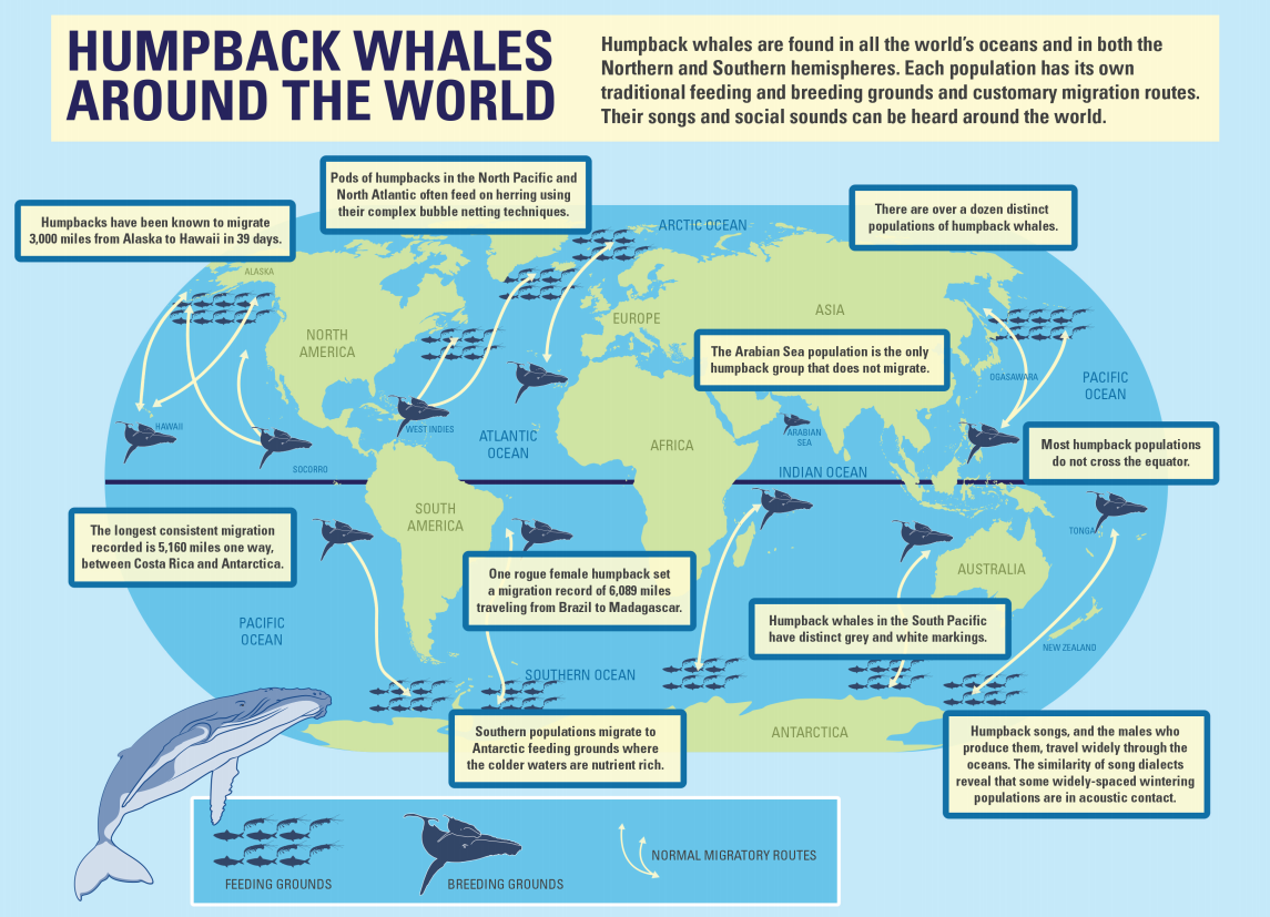 humpacks infographics world