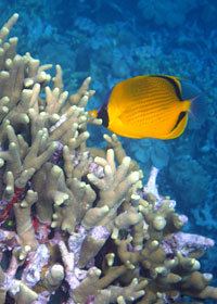 Butterfly fish