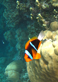 Clownfish