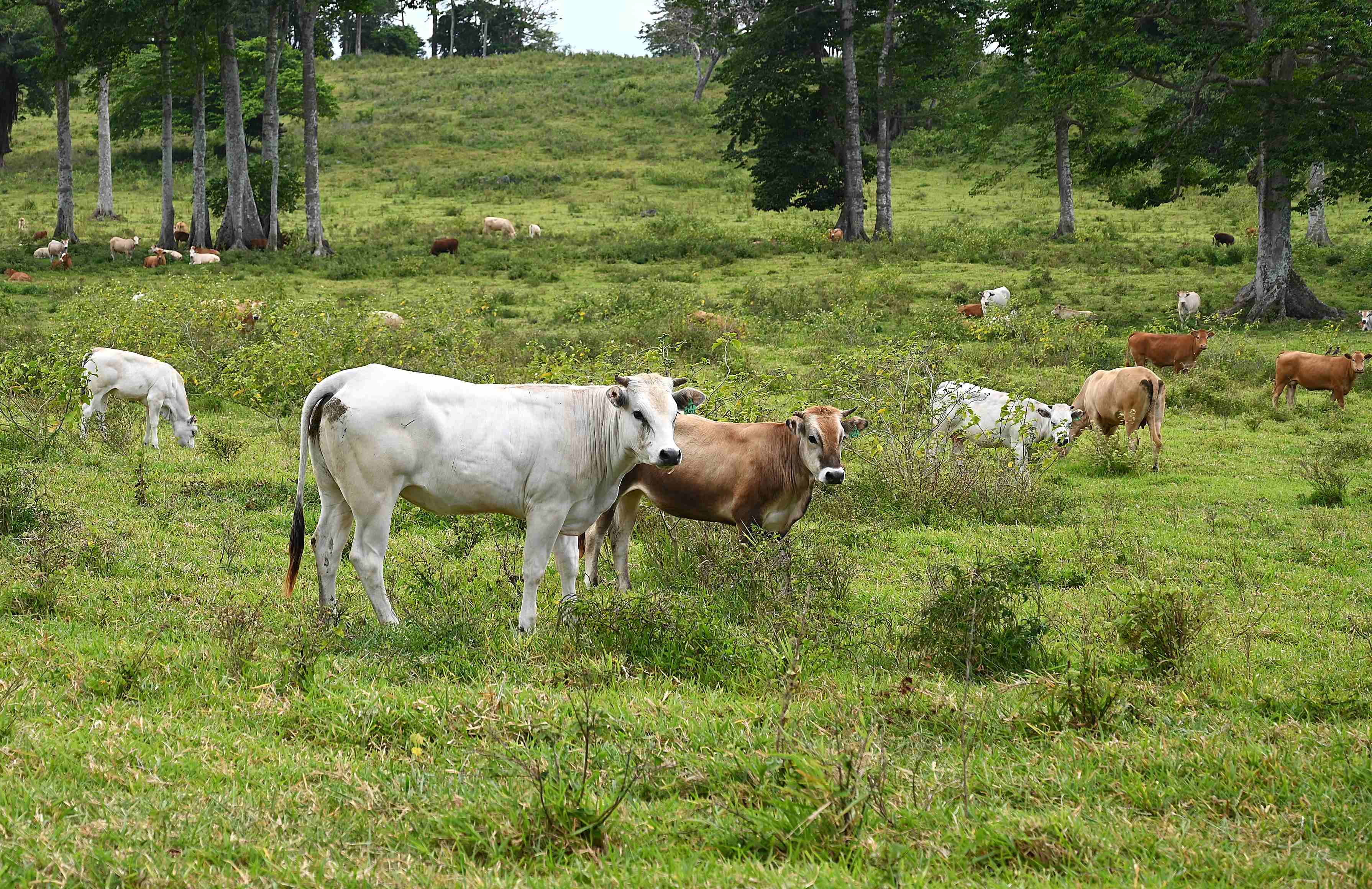 Cows grazing