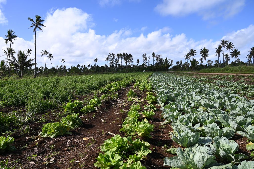 PICOF 