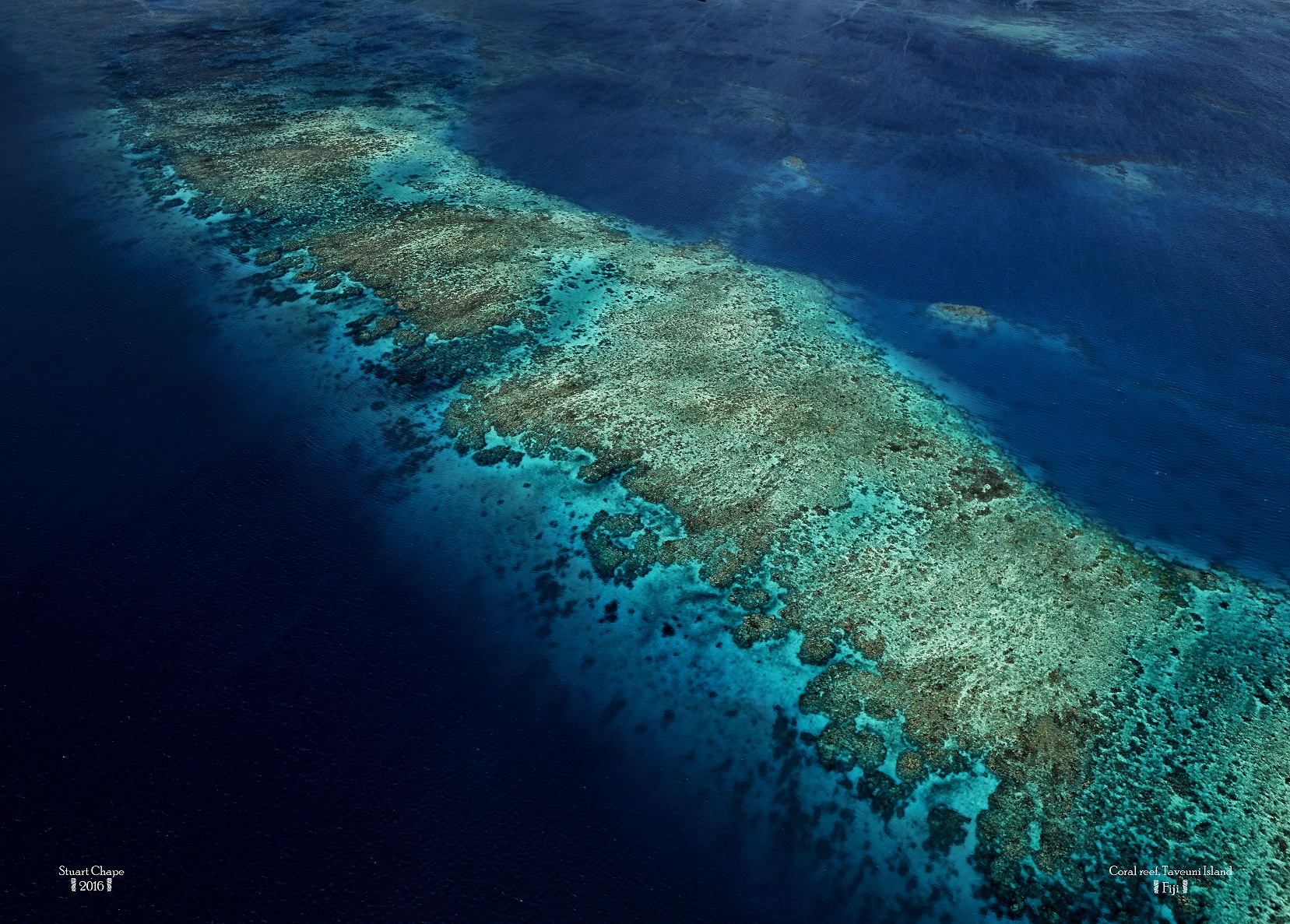 Coral reef Taveuni  Stuart Chape copy copy copy