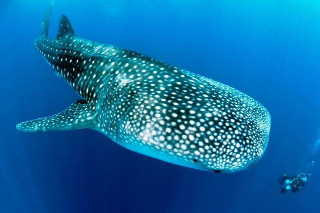 DSC 0896 whale shark Maldives Lill Haugen-web copy