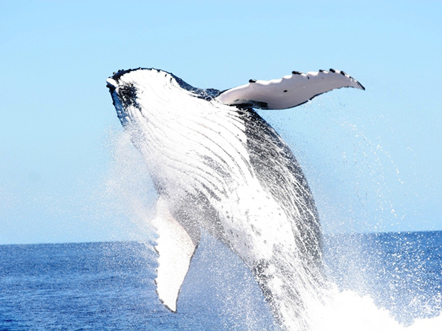 Humpback-whale Vavau-Tonga web