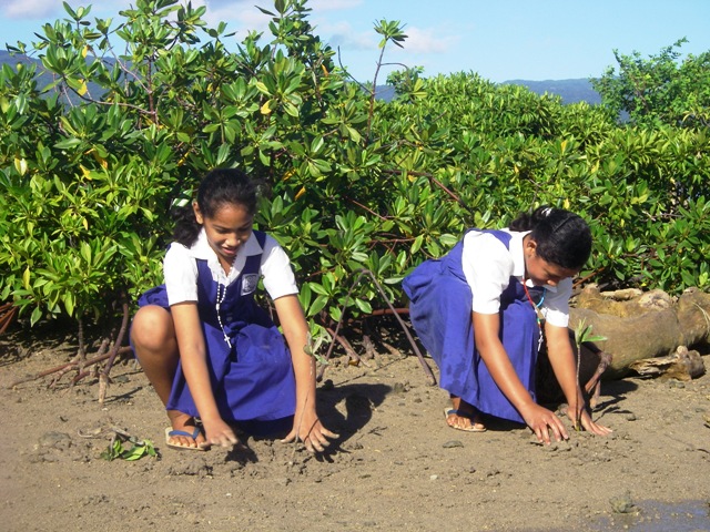 Mangrove planting copy