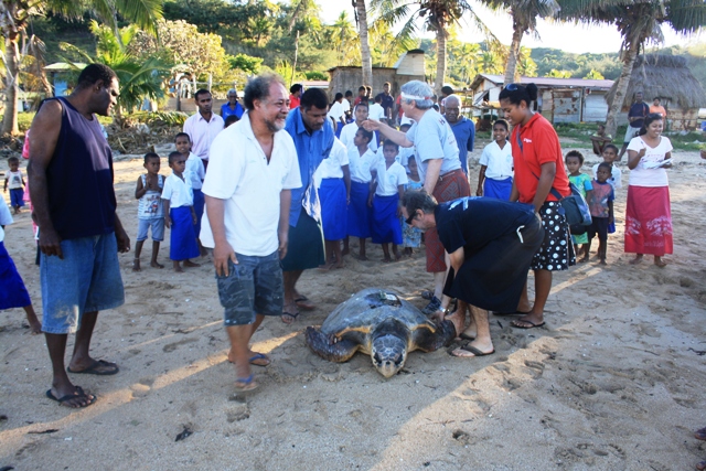 Releasing the first ever satellite tagged loggerhead for Fiji LUI BELL2