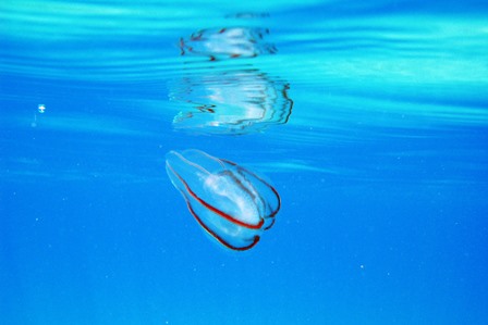 comb jellyfish 2837
