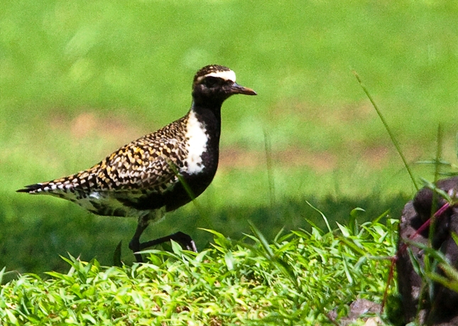 golden_plover