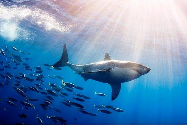 great-white-shark-bait-0-620x440 2