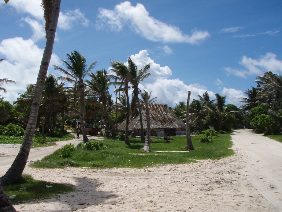 kiribati coconuttrees