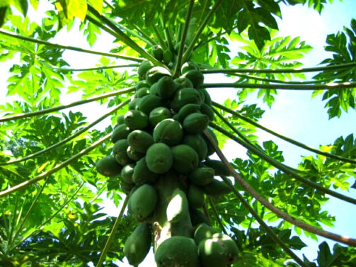 papaya1