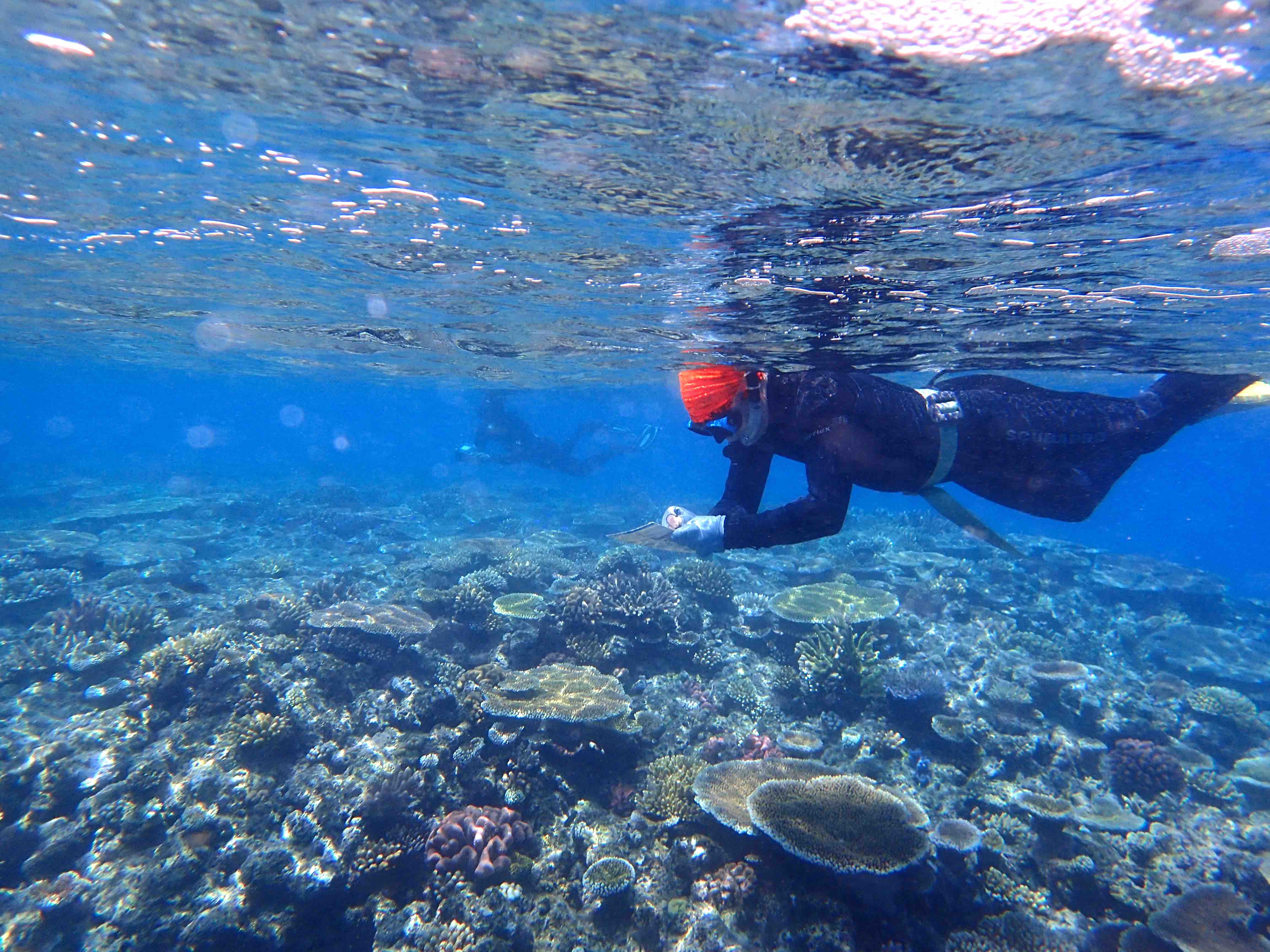 snorkel survey