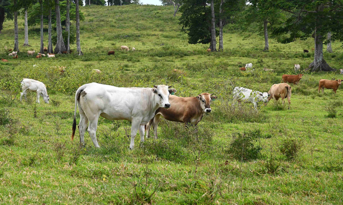Cows grazing