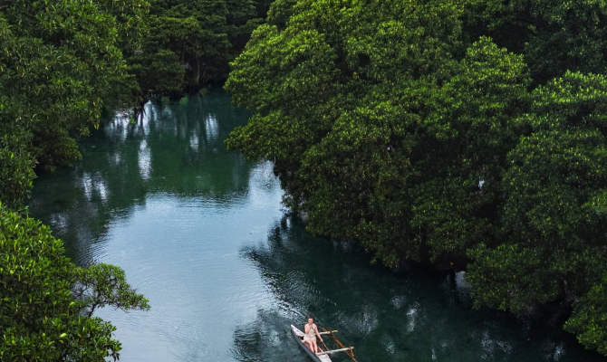 Mangroves in Savaii. 