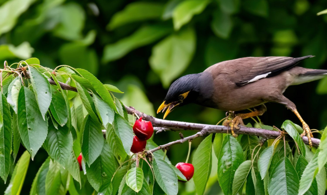Myna birds