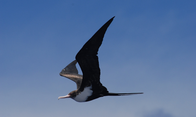 Great frigate bird