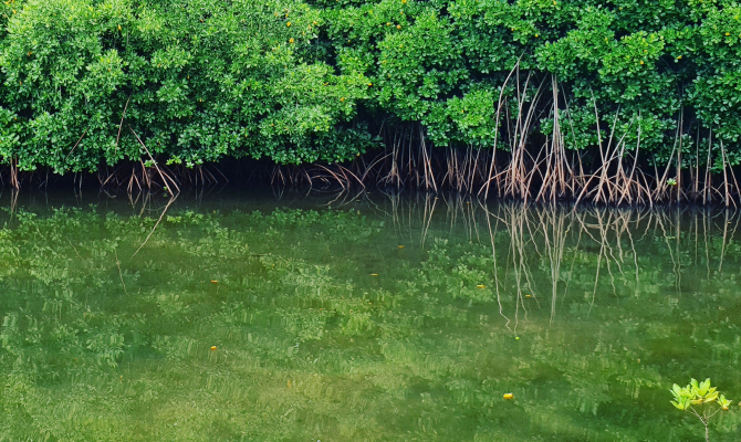 FSM Mangroves