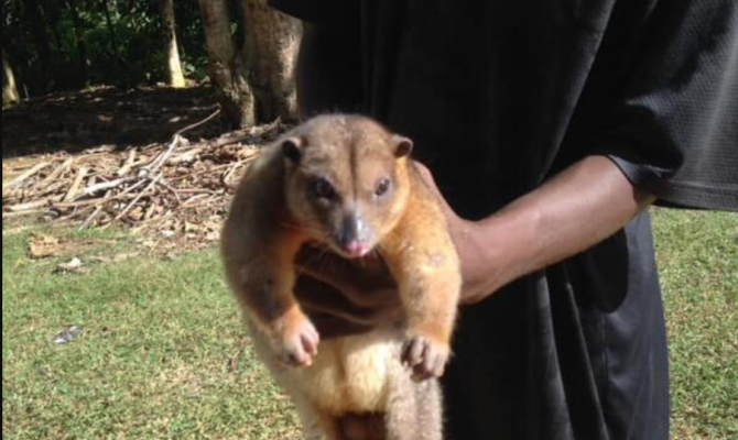 Cuscus found in barana park - now safely released back into the wild