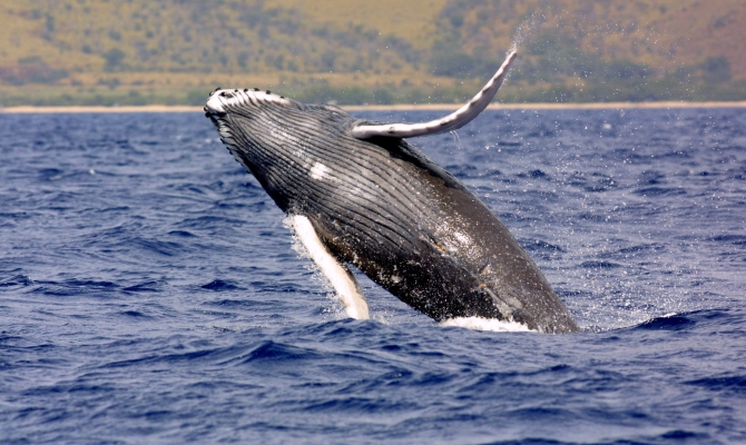 Niue whale picture