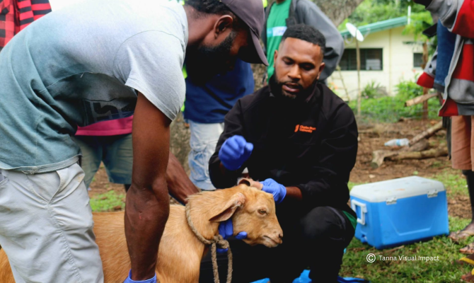 Tanna livestock work 
