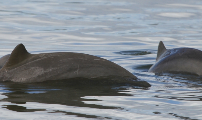 Snubfin dolphin in Kikori region. Photo credit: Isabel Beasley/PBN