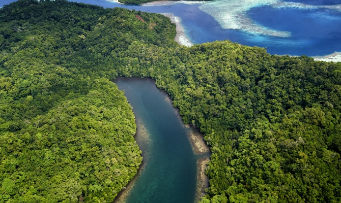 Forest Buena Vista, Solomon Islands