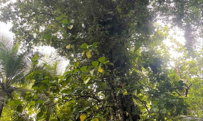 Treating invasives in Kosrae