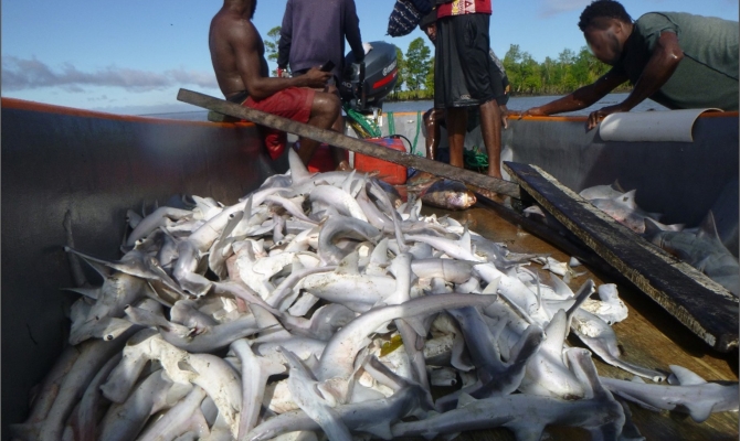 A large catch of winghead sharks Eusphyra blochii in gillnets targeting fish species for fish maw
