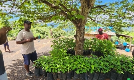 Tree Planting in Barana Heritage Park 