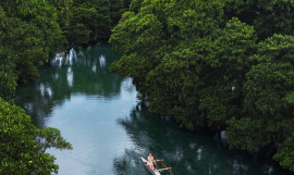Mangroves in Savaii. 