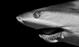  No Laughing Matter, 2020 "A Caribbean Reef Shark with a broken jaw possibly due to a fishing injury."