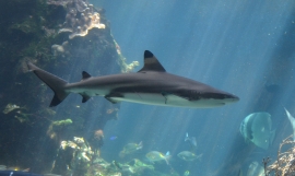 Shark in New Caledonia