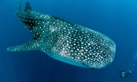 Whale Shark in Maldives