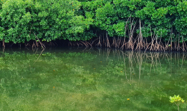 FSM Mangroves