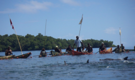 Dolphin hunters of Fanalei, South Malaita have hunted dolphins for centuries. 