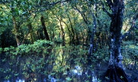 Matafa'a Mangrove 