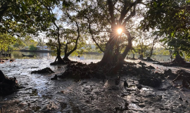 Samoa mangroves assessment