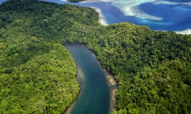 Forest Buena Vista, Solomon Islands