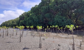 Mangroves as coastal buffers 
