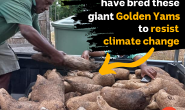 Vanuatu's golden yams