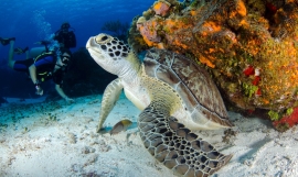 : A diver approaches a resting young turtle. PC. L. Lamas/Pexels