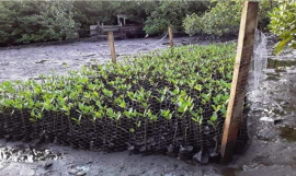 Mangrove seedlings in Taveuni