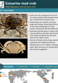 Estuarine mud crab