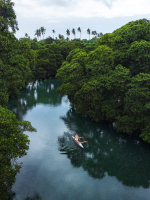 Mangroves in Savaii. 