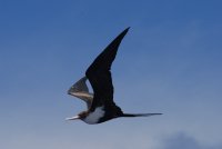 Great frigate bird
