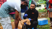 Tanna livestock work 