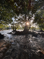 Samoa mangroves assessment
